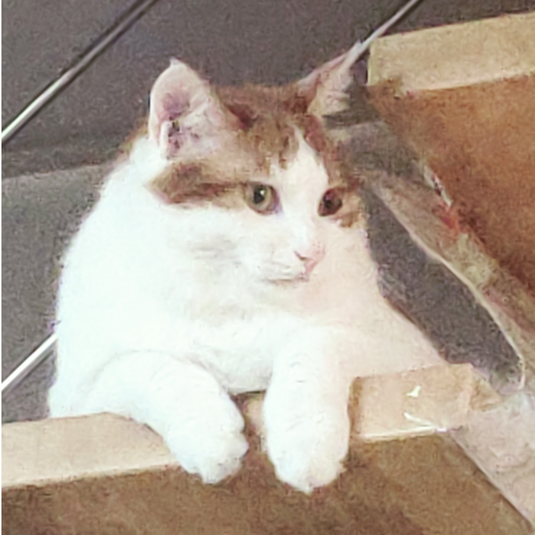 养猫人
