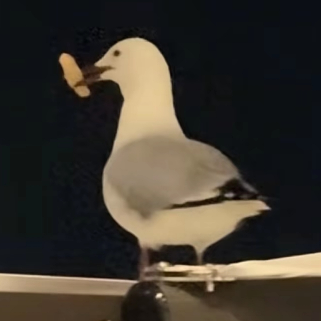 椰子🥥
