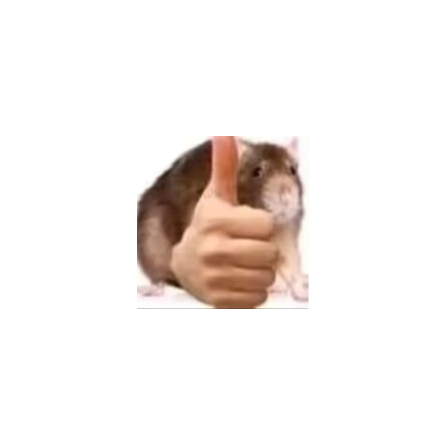 wyd