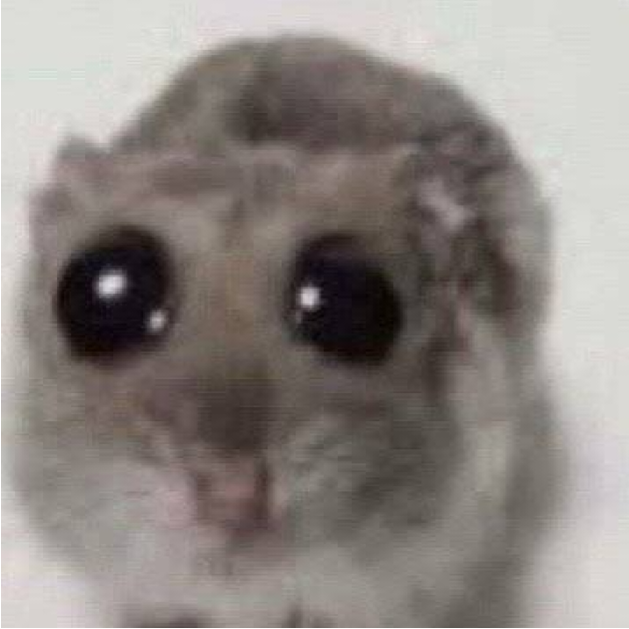 秃头仙子