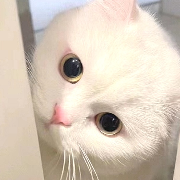 小周兔兔