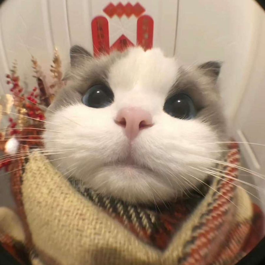 樊竹