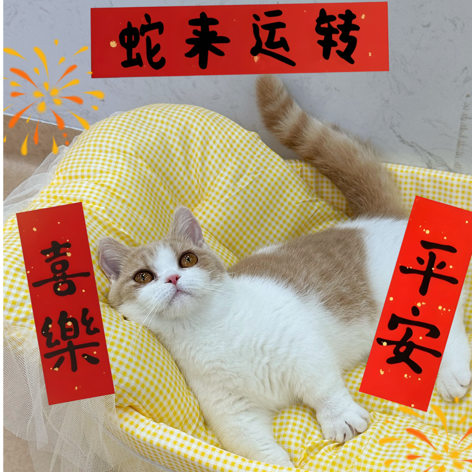 哦吼吼吼