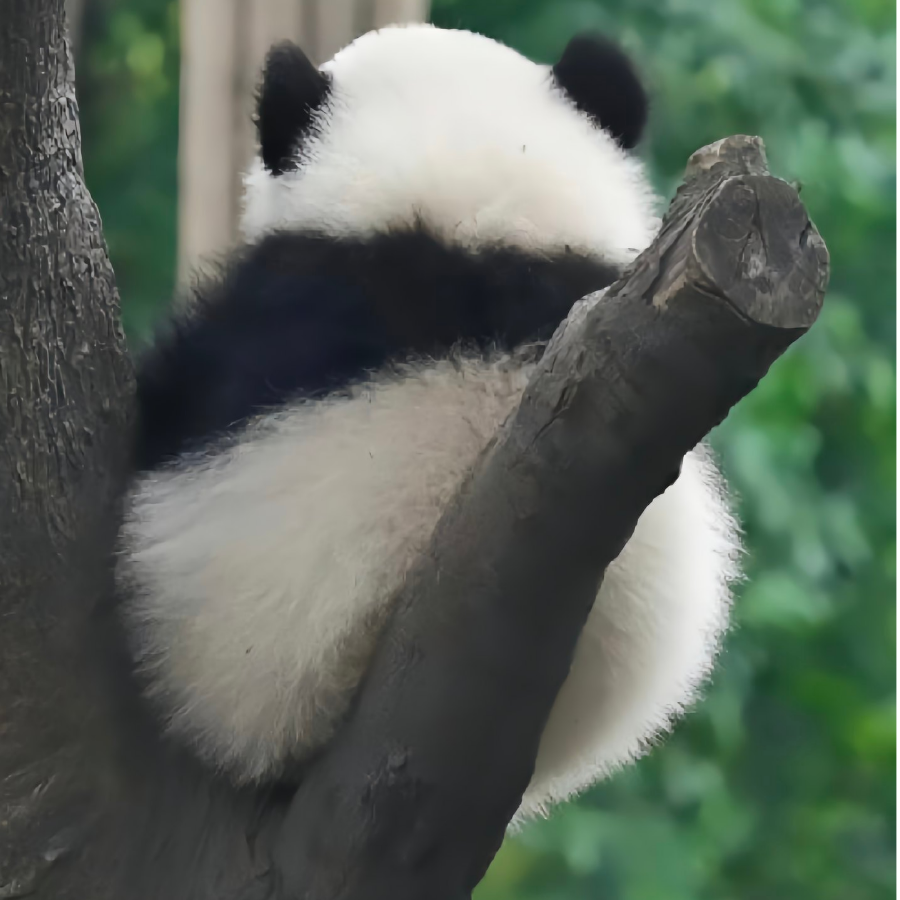 抹茶味的熊猫