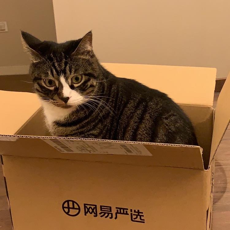 木月