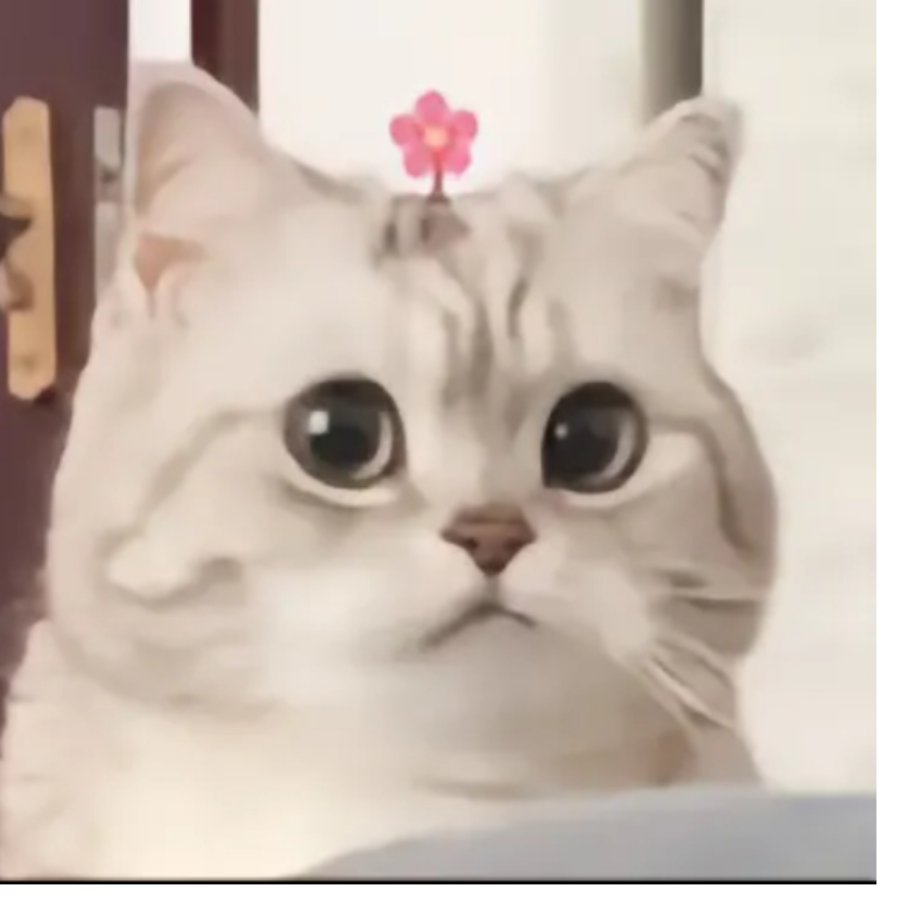 晚宁海棠花