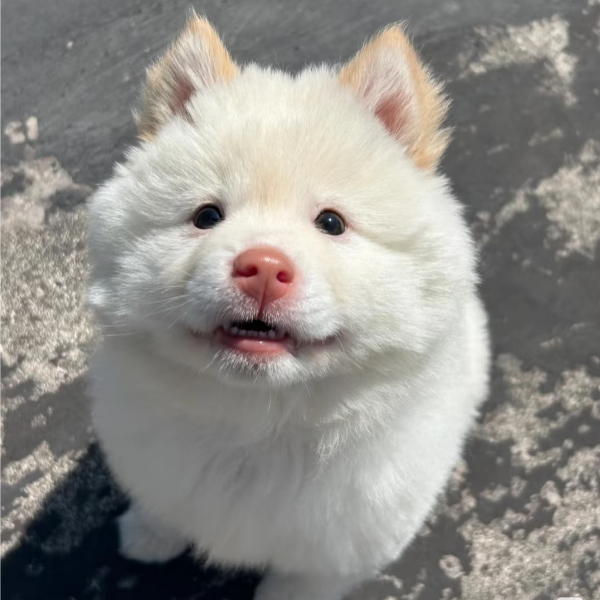 叁