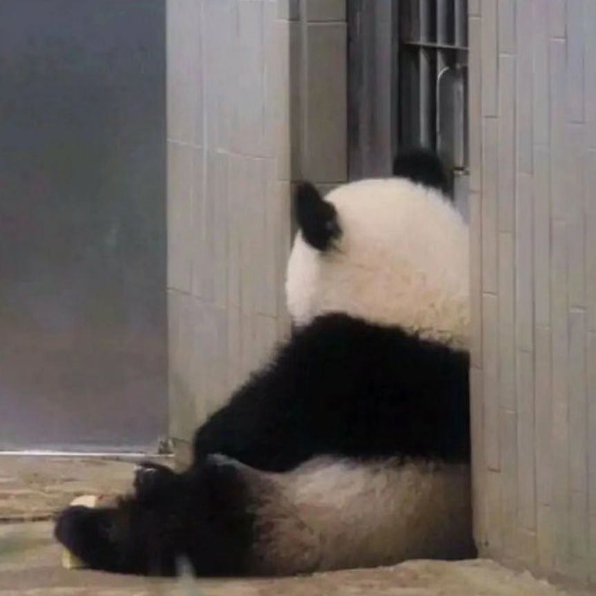 懒羊羊