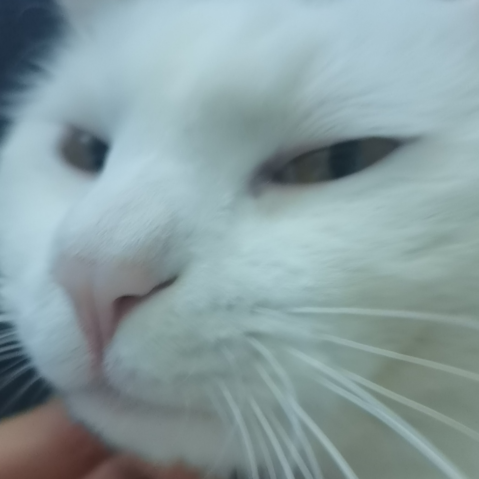 口蘑超人🦸🏻‍♂️