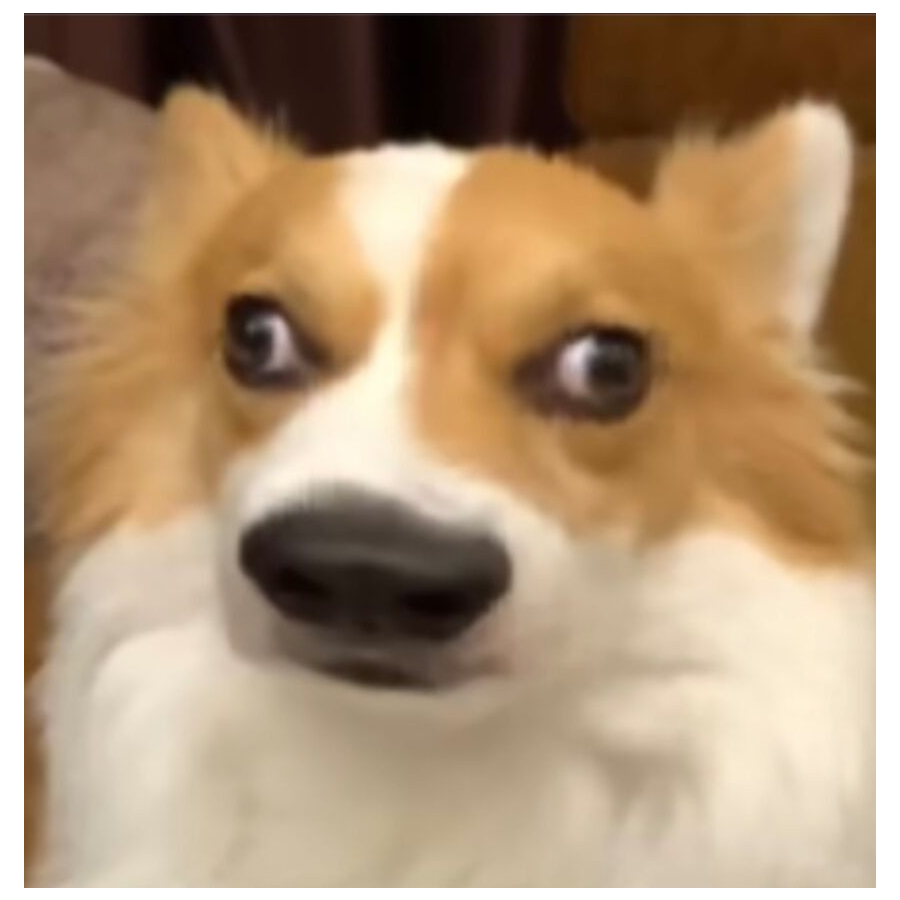小胖墩