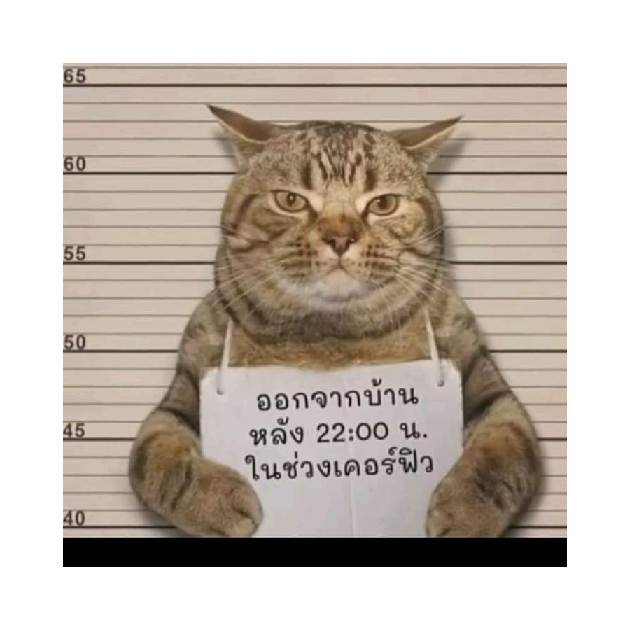 吱吱吱