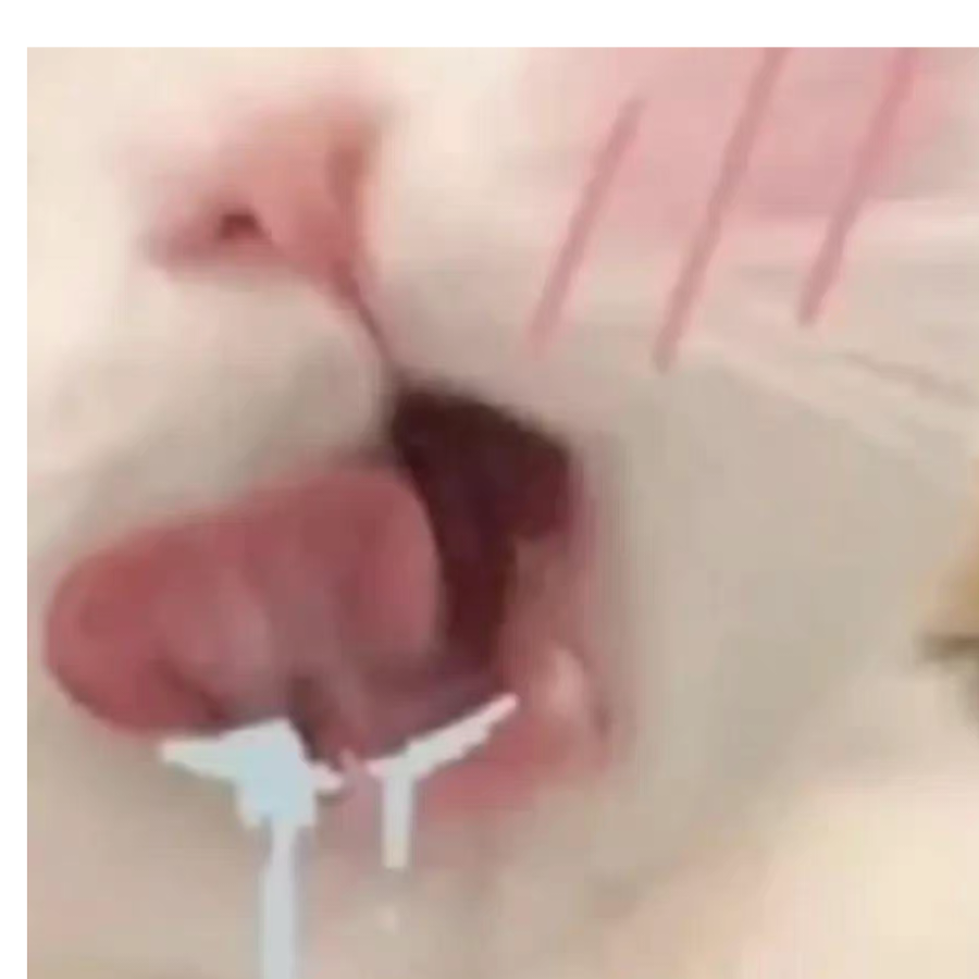 小迷陆