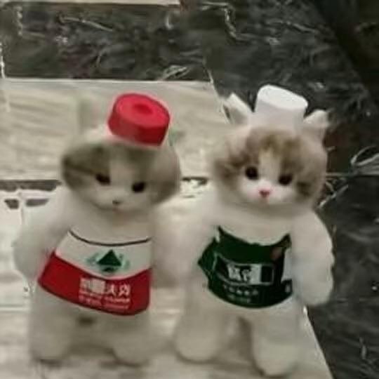 小猫社团