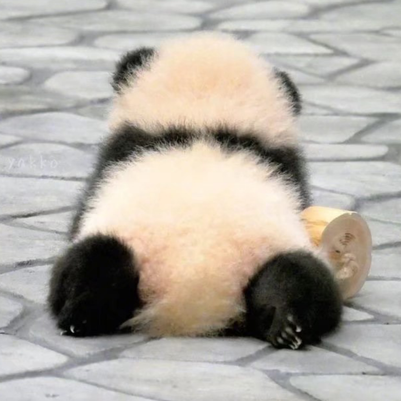 一条咸鱼