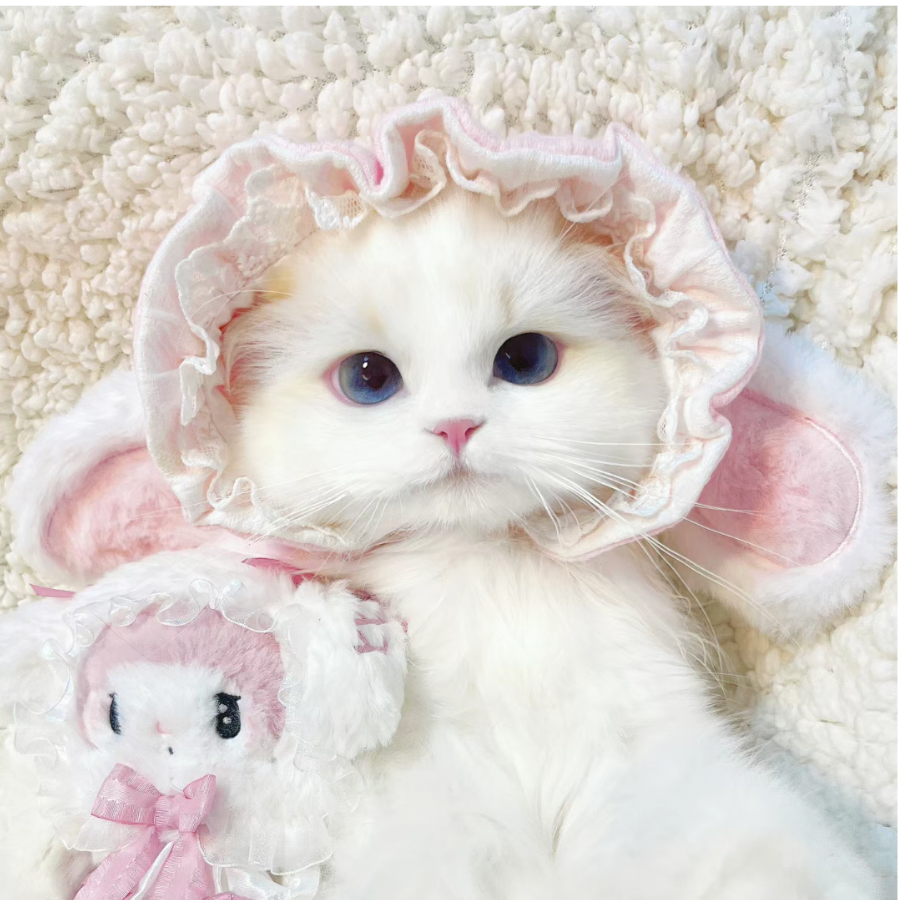 小哇