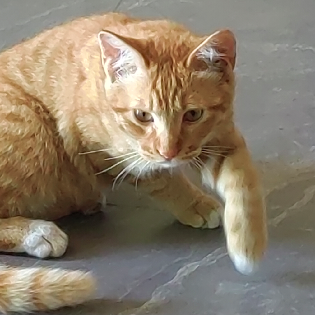 橙狸狸