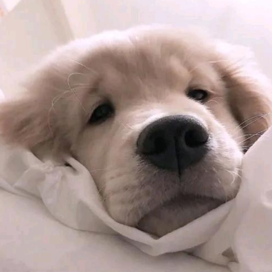 颍