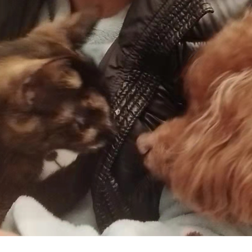 鱼小