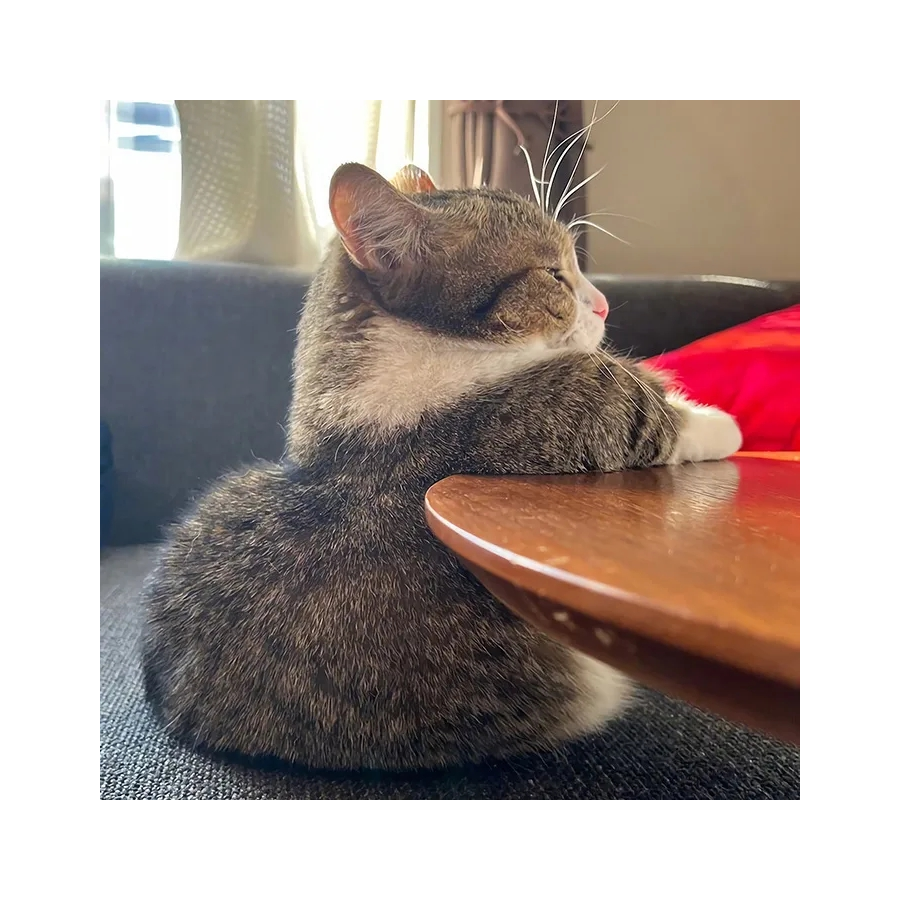 可爱滴小猫咪