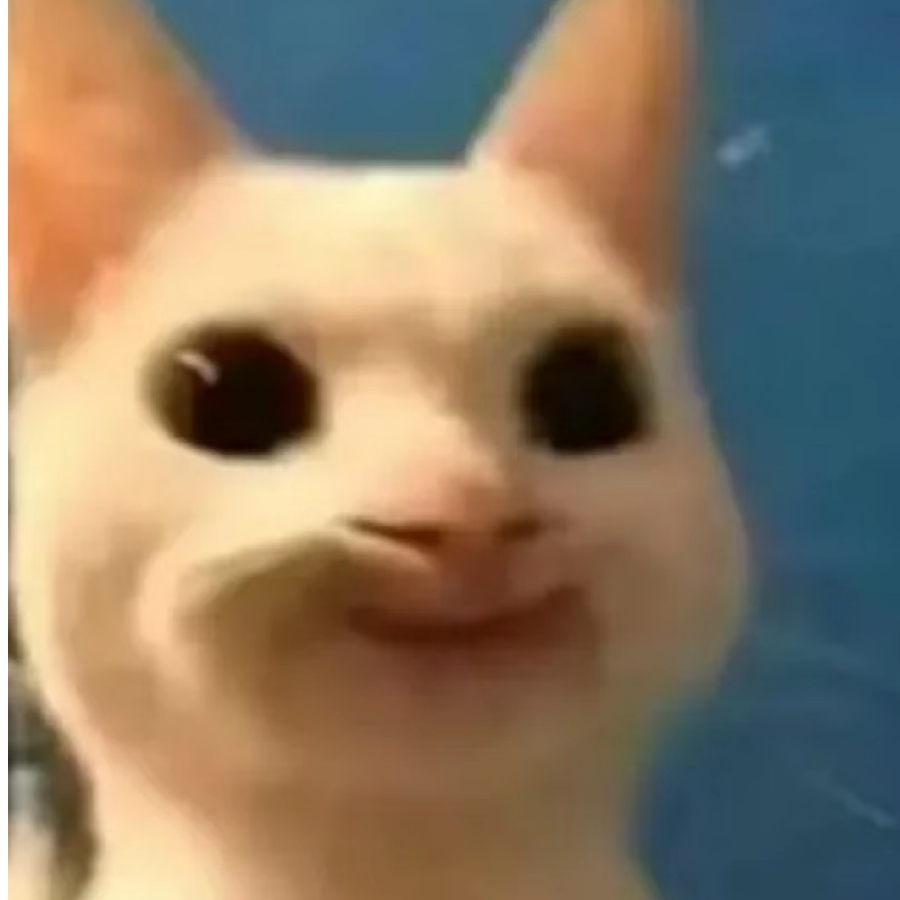 花猫和石桥。