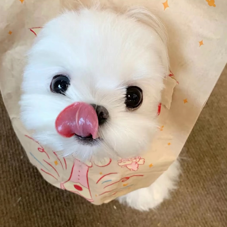 蛋