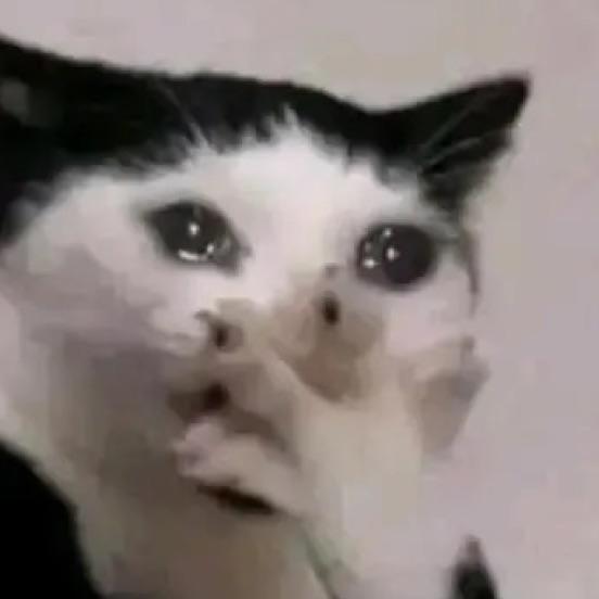 狐狸先森