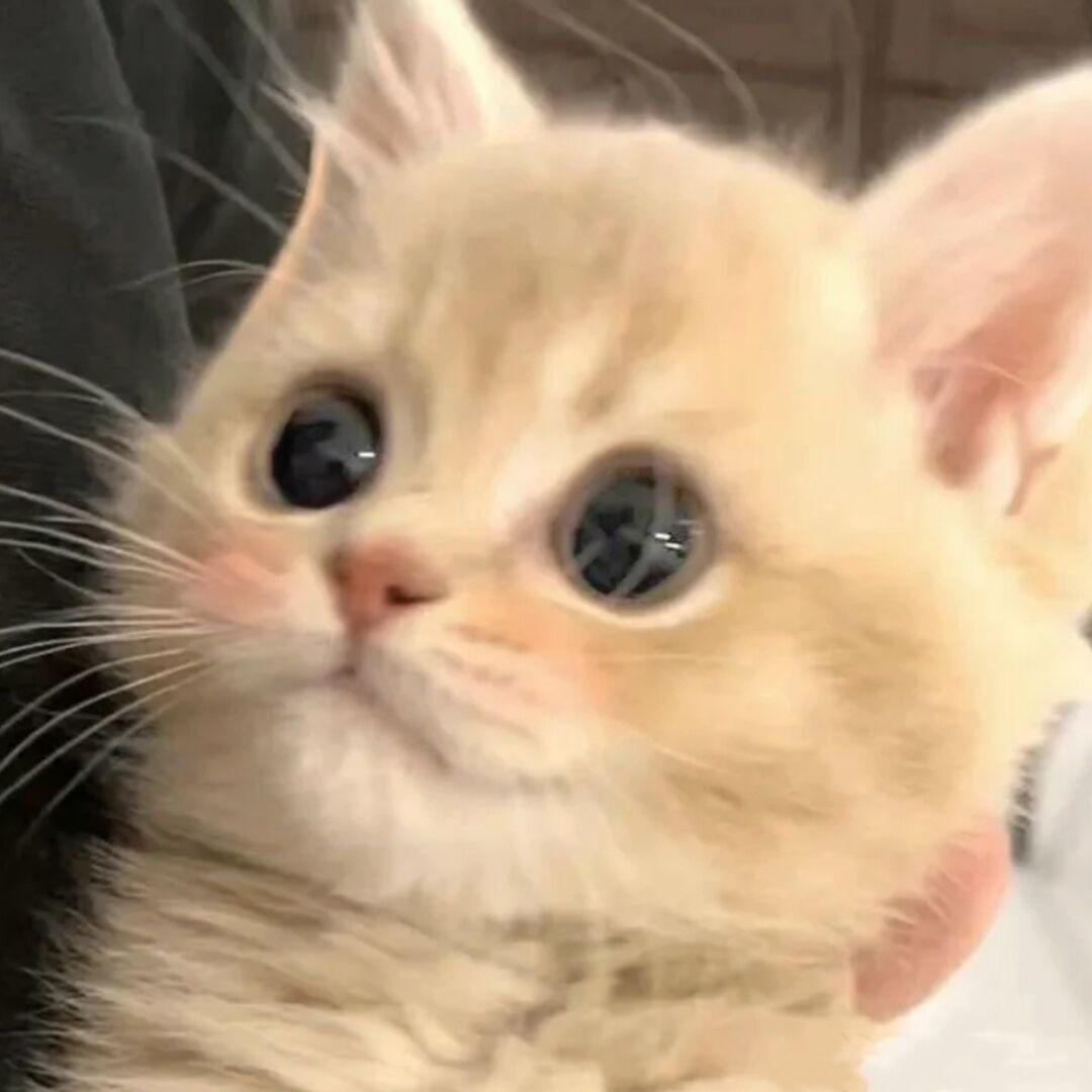菲奥娜
