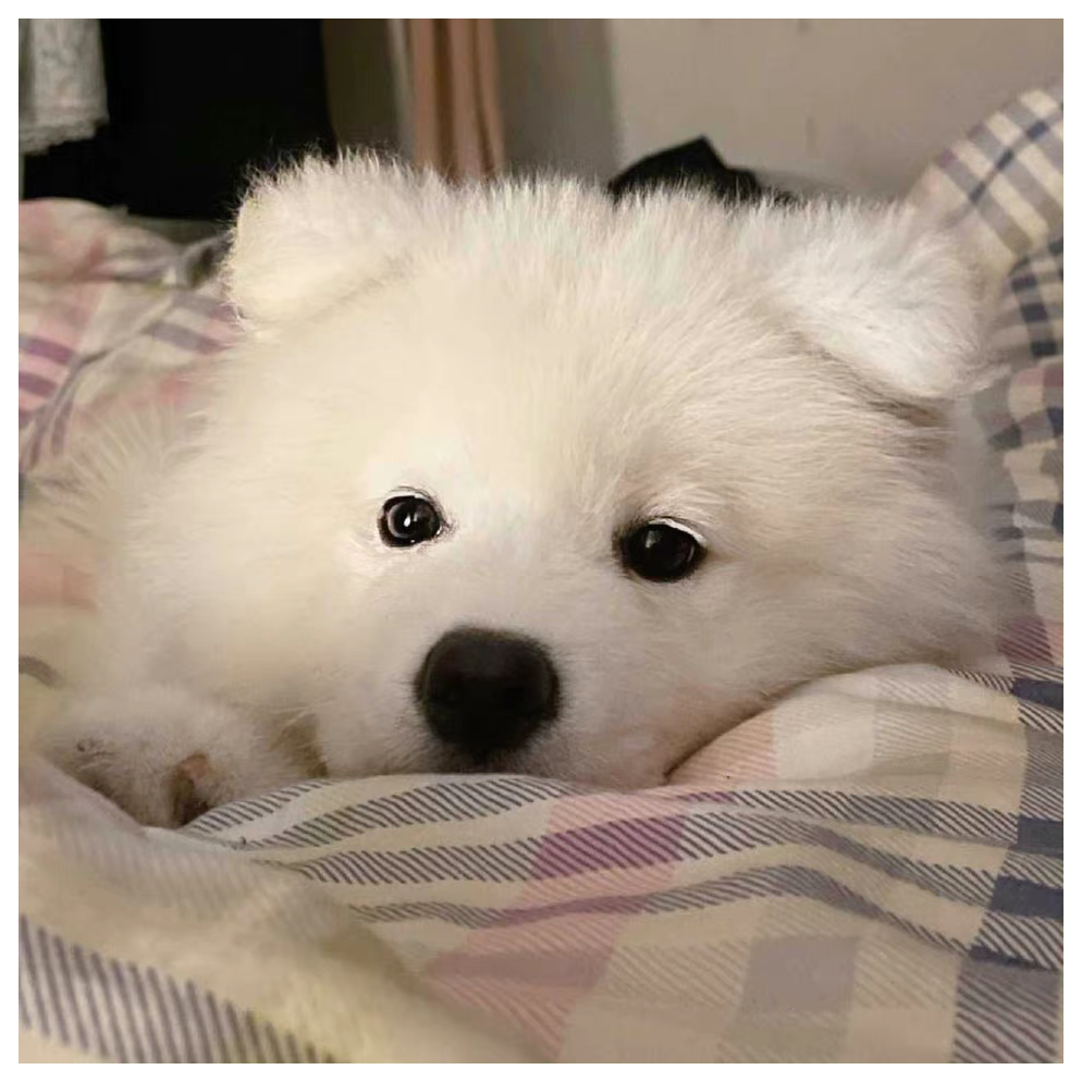 忆蒹葭