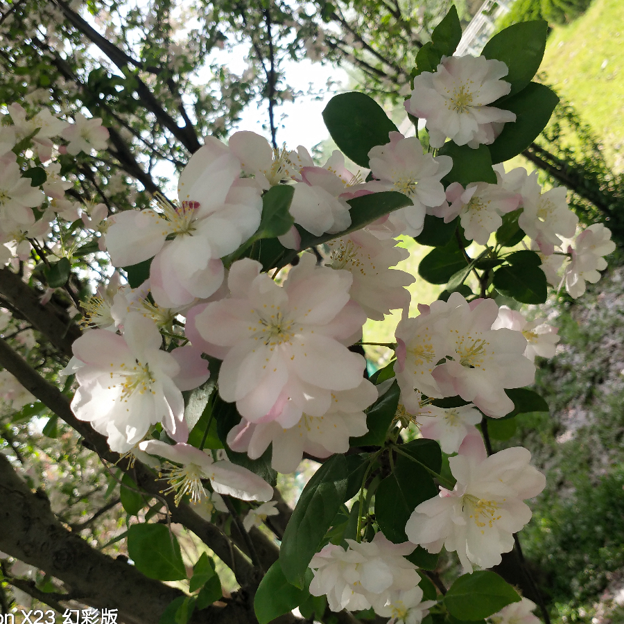没有菜市场
