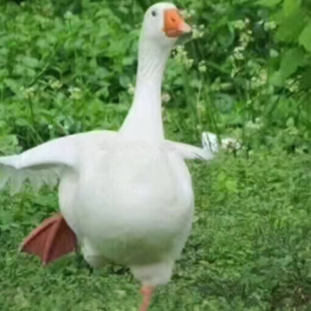肚肚