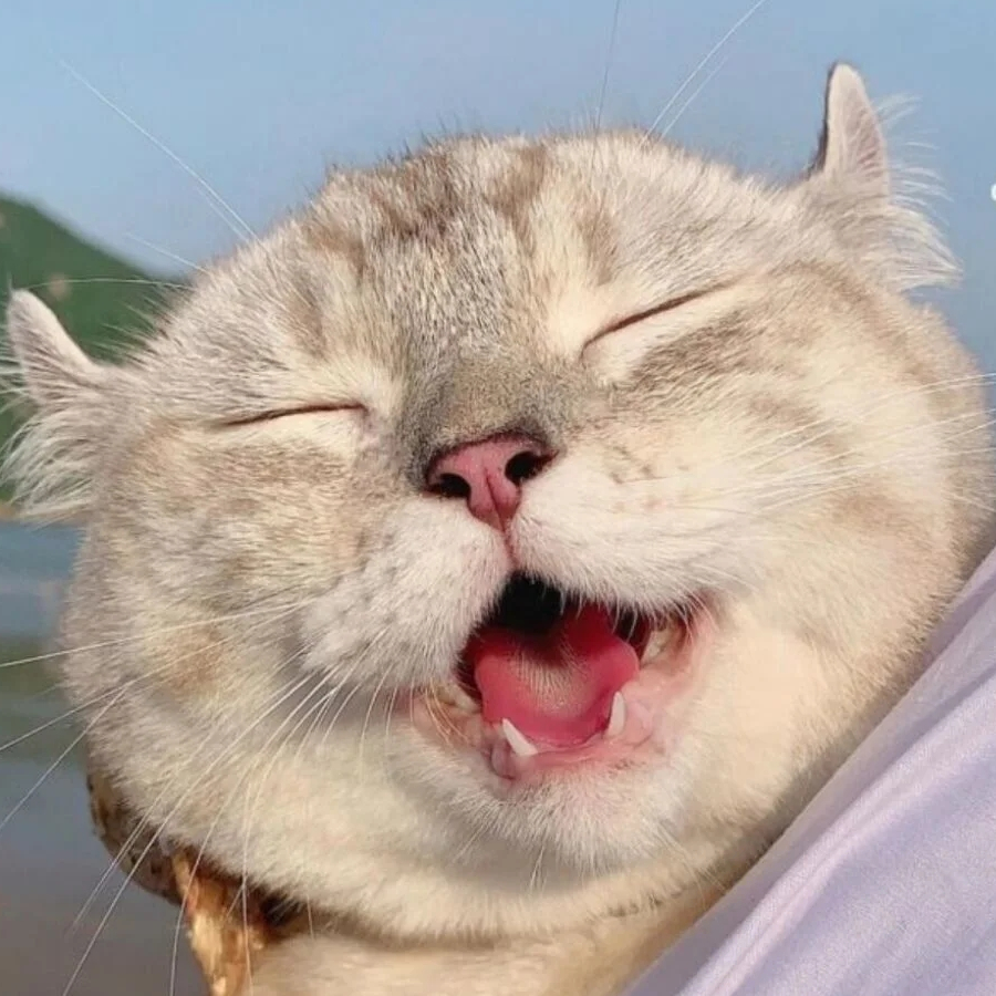 鲸木
