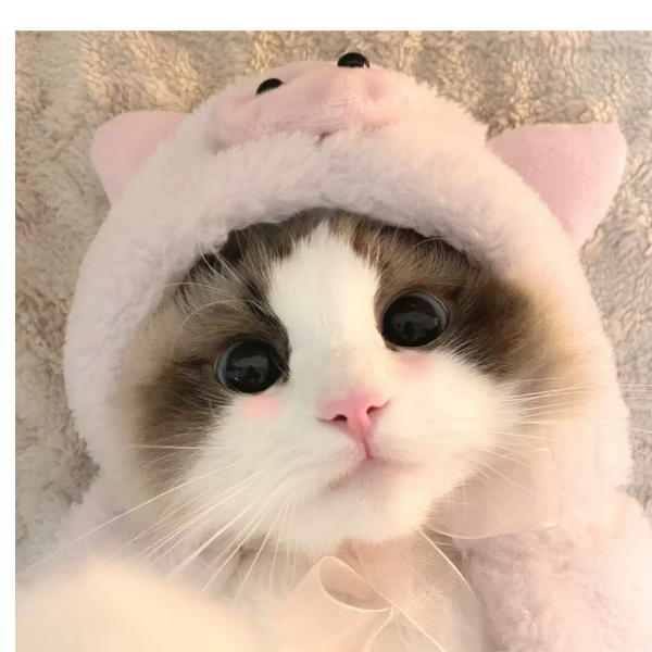 挽挽