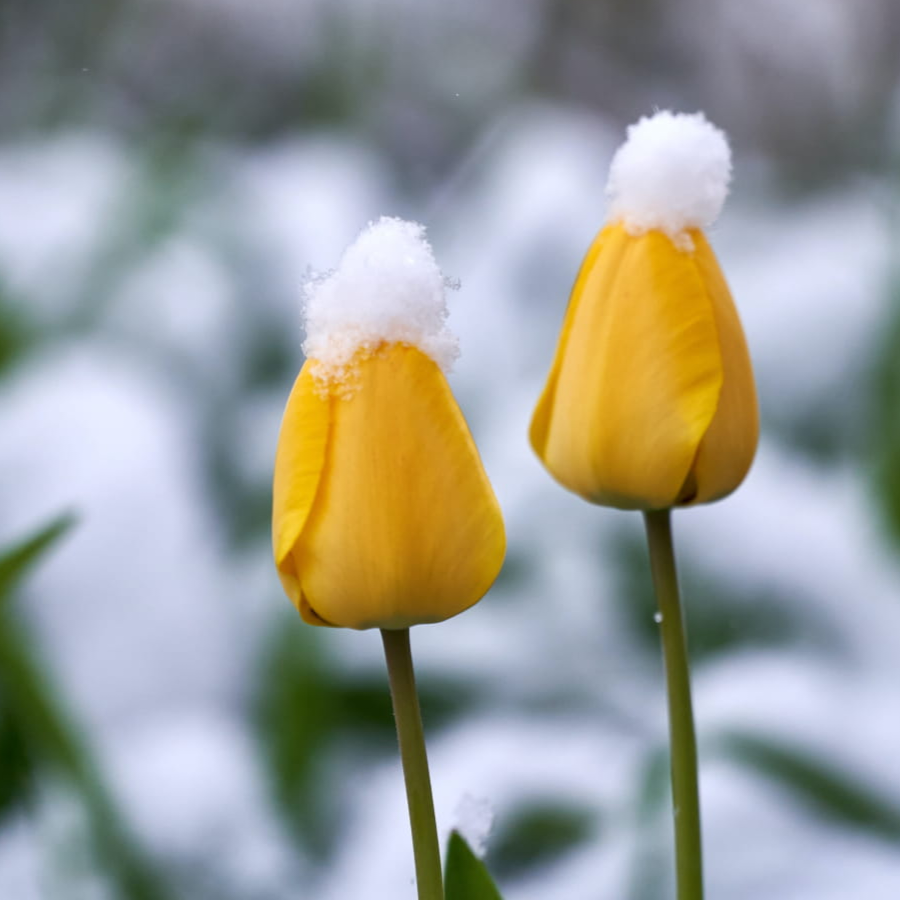 白凝月·霜雪