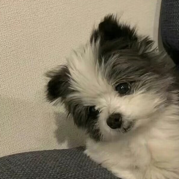 黑巧克力