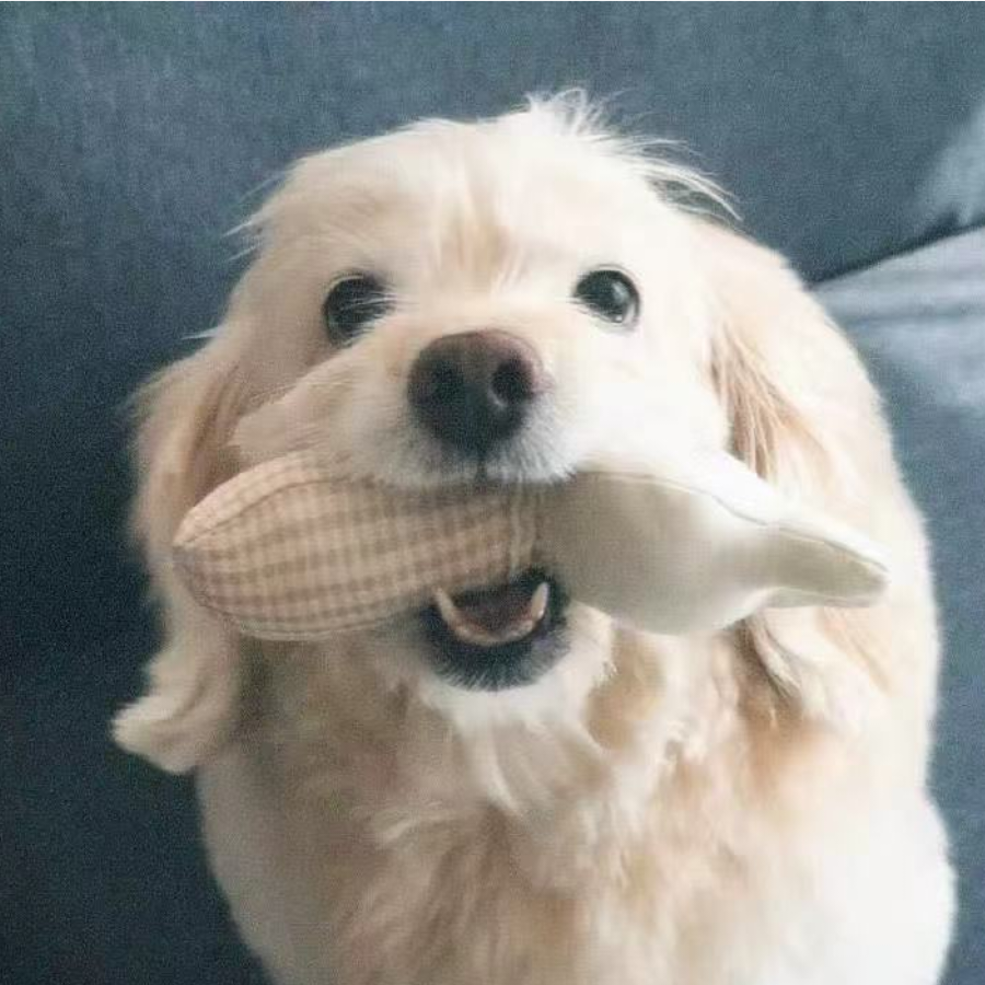 狗狗侠