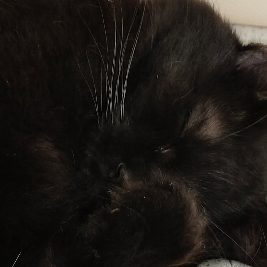 清书-黑猫工作室