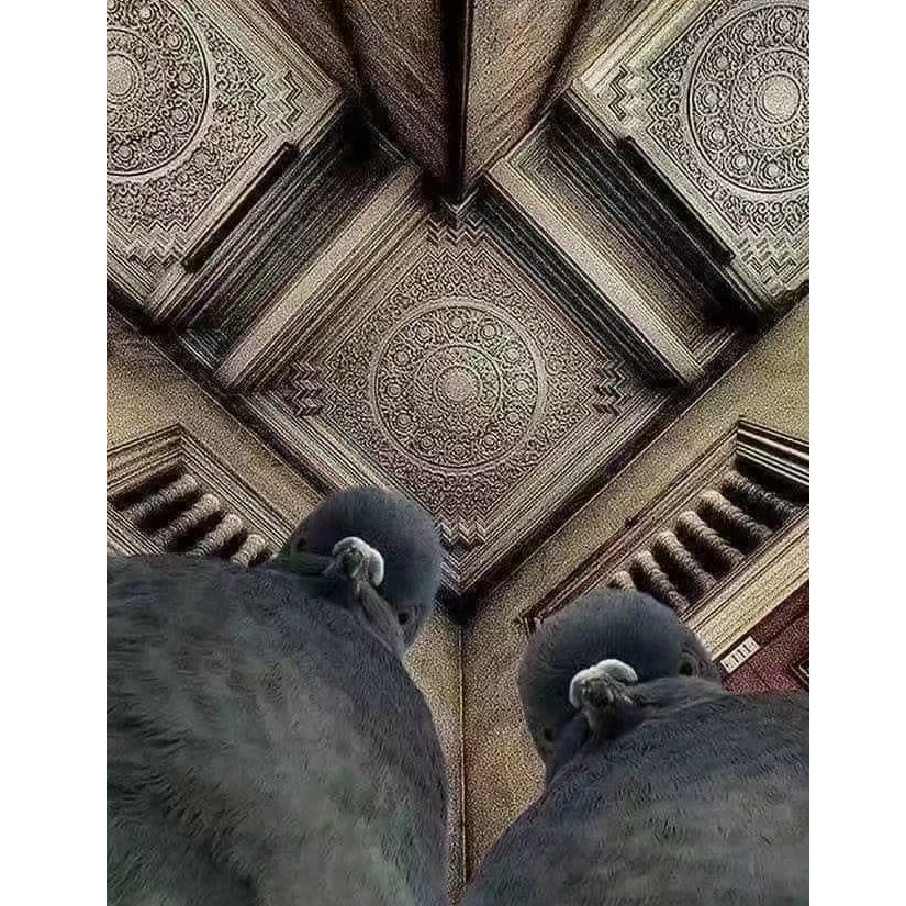 鸡冻特遣队( *・ω・)✄