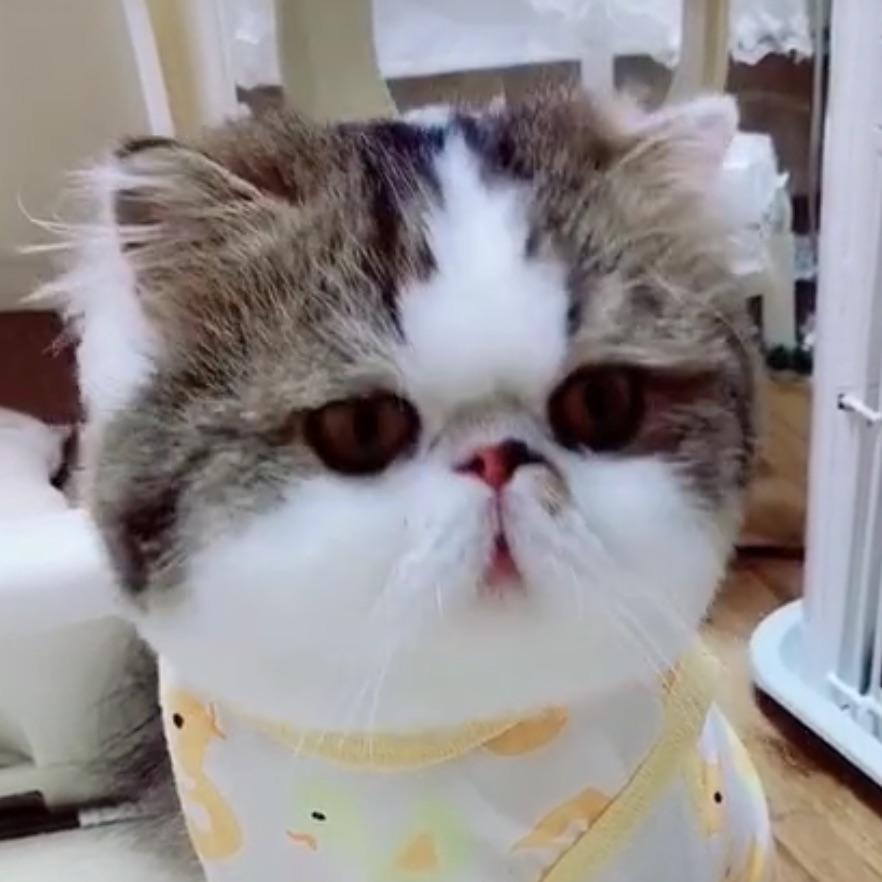 Zzz是魔鬼
