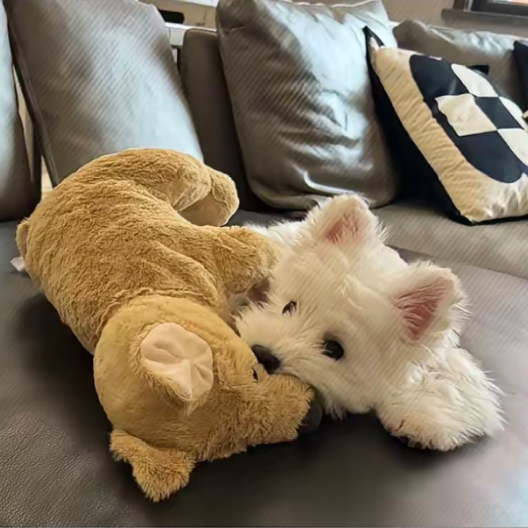 予猫秋