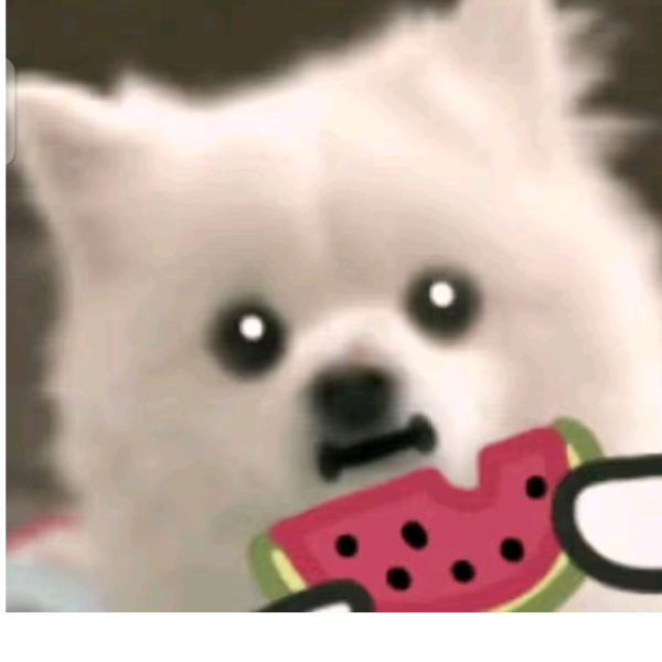 野猫(暗区突围)