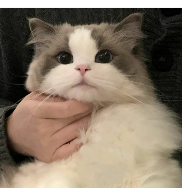 LLinusLLove
