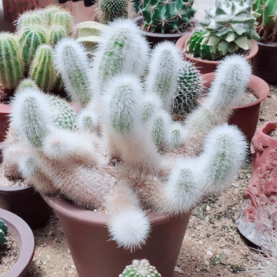 雨.肆期