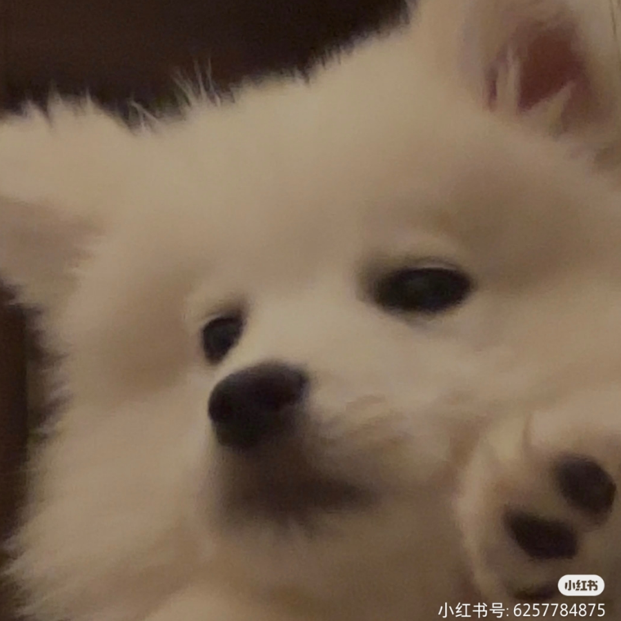 吴所谓