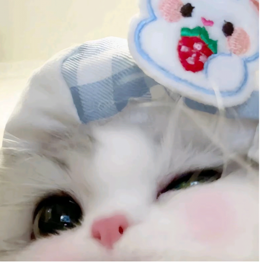 棉花糖猫猫