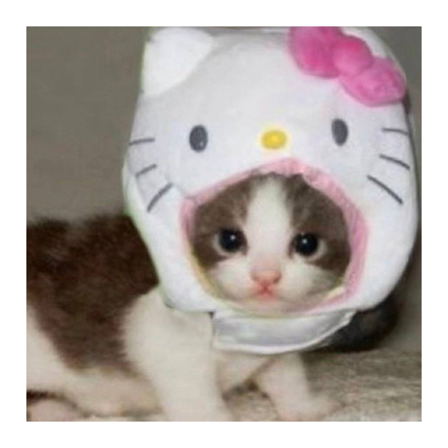 cc公主