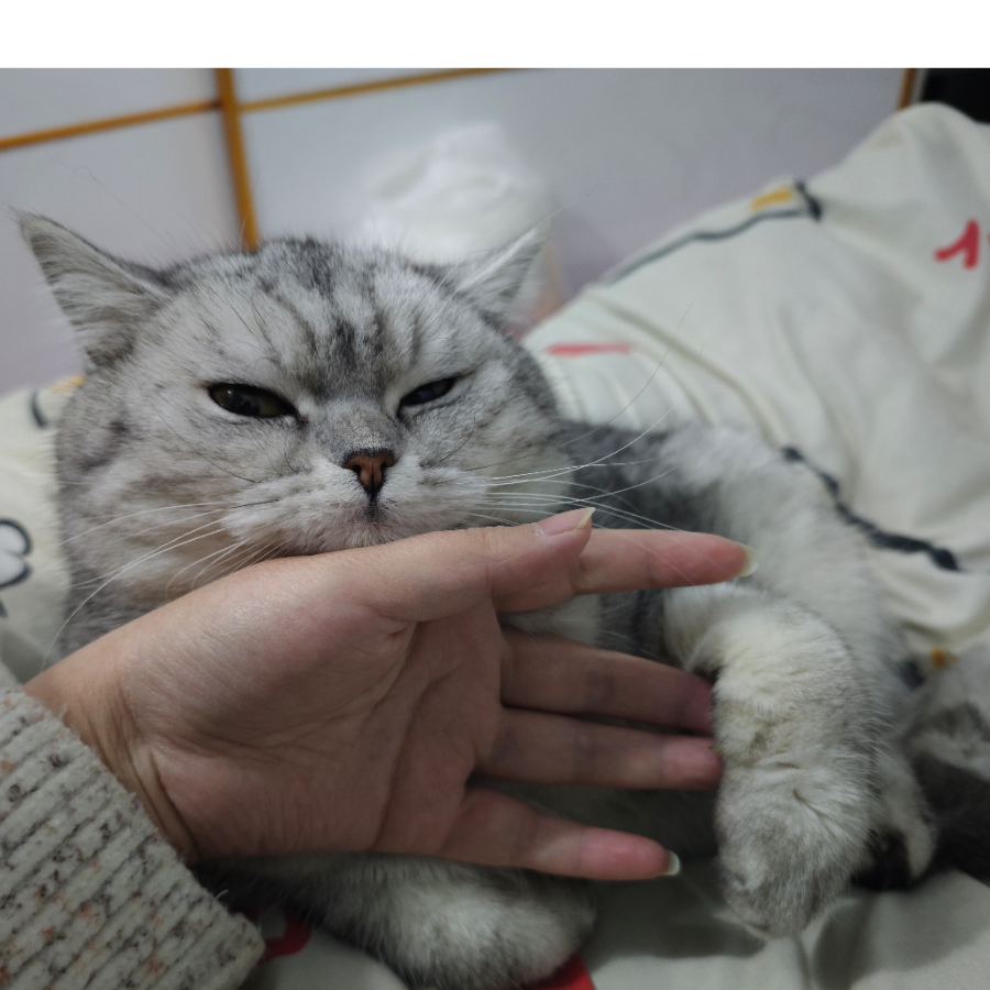 蛋挞脆