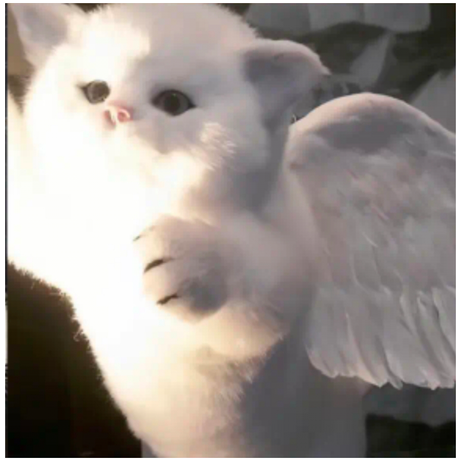 zooaoo