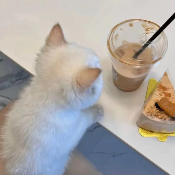猫猫.
