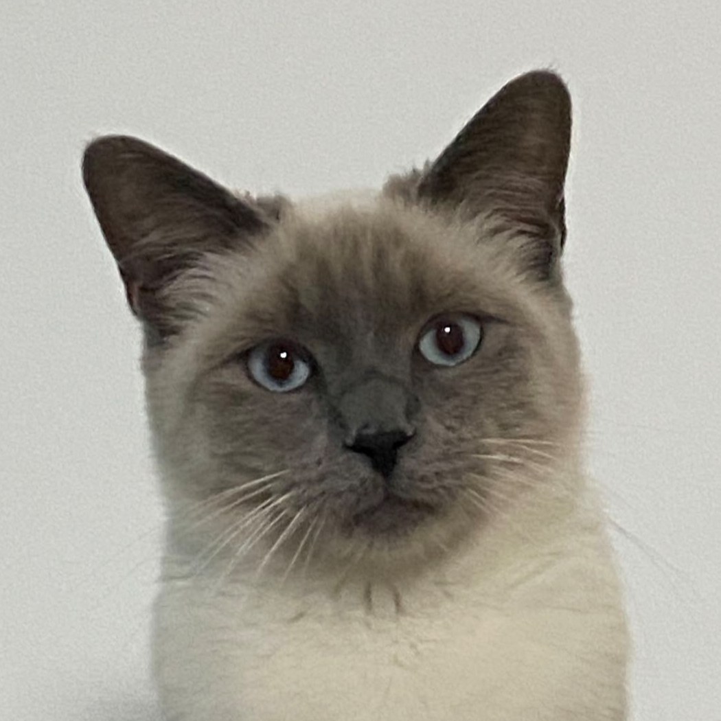 本喵叫猫喵