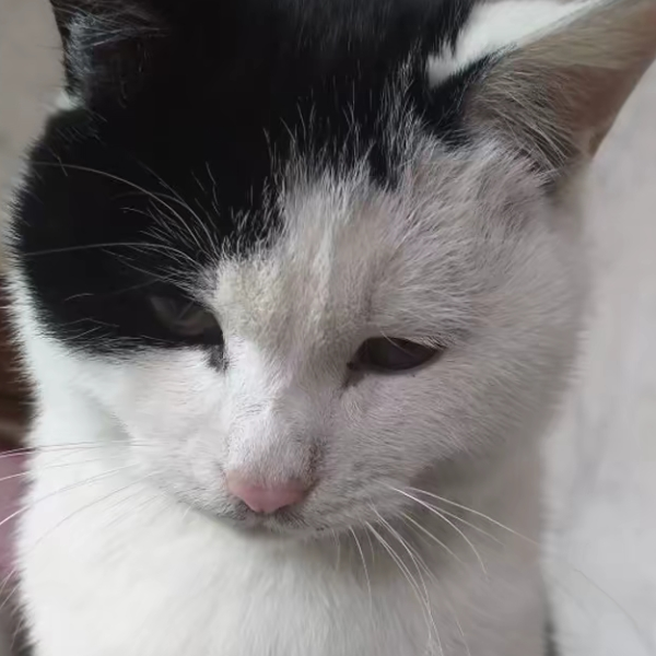 陈꒦ິ^꒦ິ
